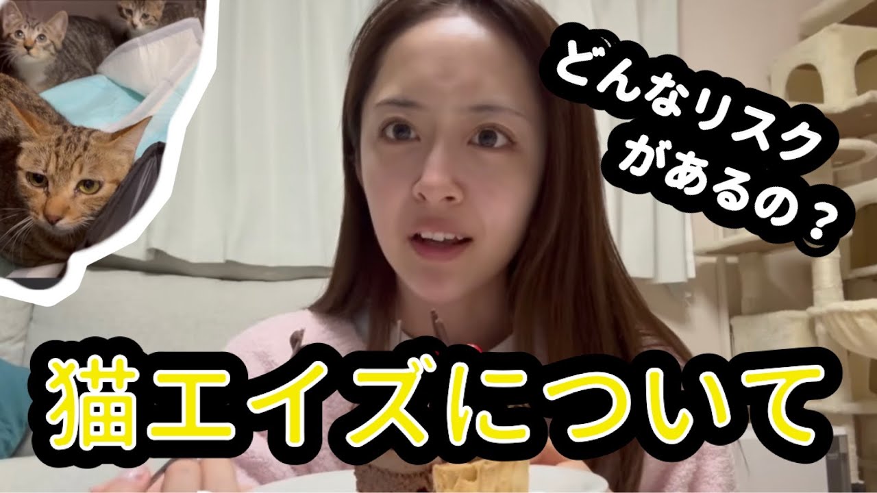 【誤解多すぎ】猫エイズ（FIV）ってなに？ | 実はこんなに普通です