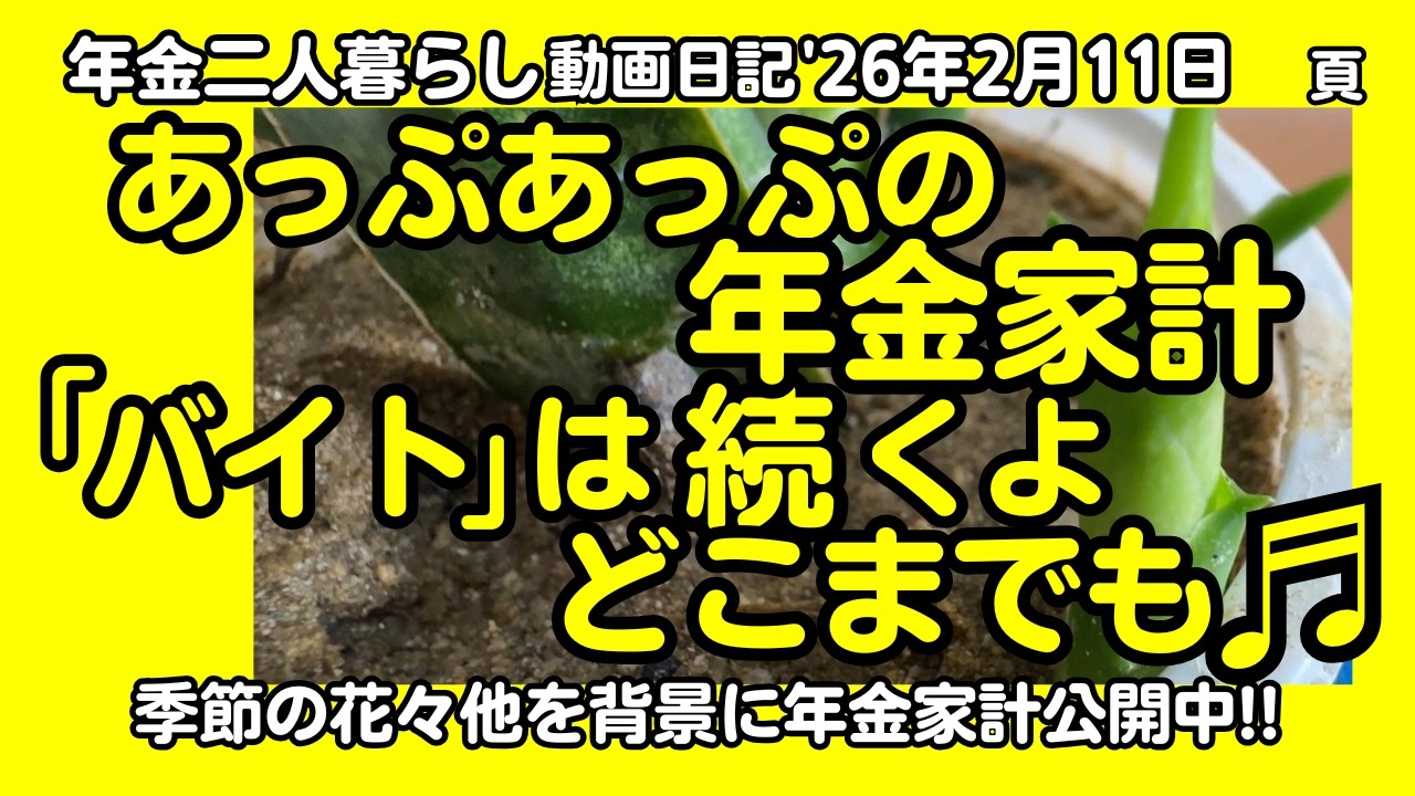 2b【年金二人暮らし】あっぷあっぷ年金家計noバイトは続くよいつまでも！サンスベリア発芽／路上緑線標識／公開少な科目理由／同窓会／背景花9種 #60代,#70代,#年金暮らし,#九州,#熊本,#八代,