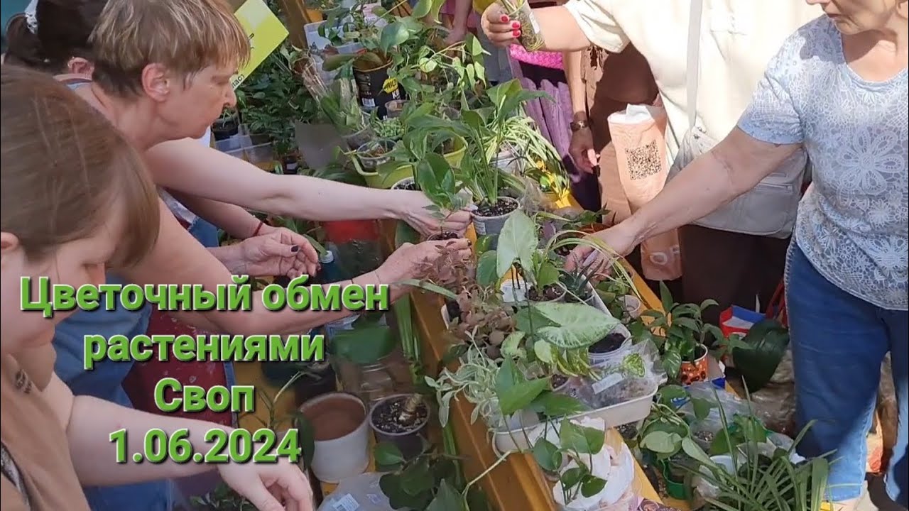 Мой первый Своп...новинки растюшек...цветы после отпуска...Нужна ваша помощь... мамин сад...
