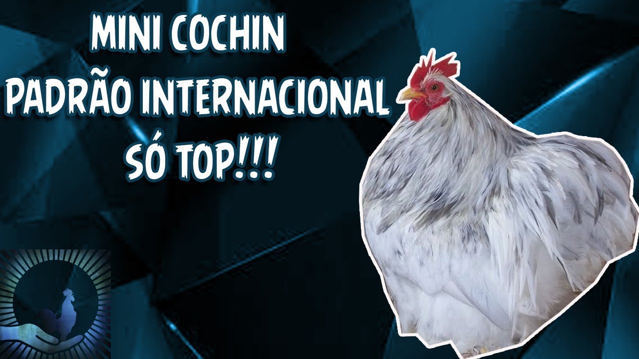 GALINHAS E GALOS DA RA&Ccedil;A MINI COCHIN (CHICKEN BATAN)