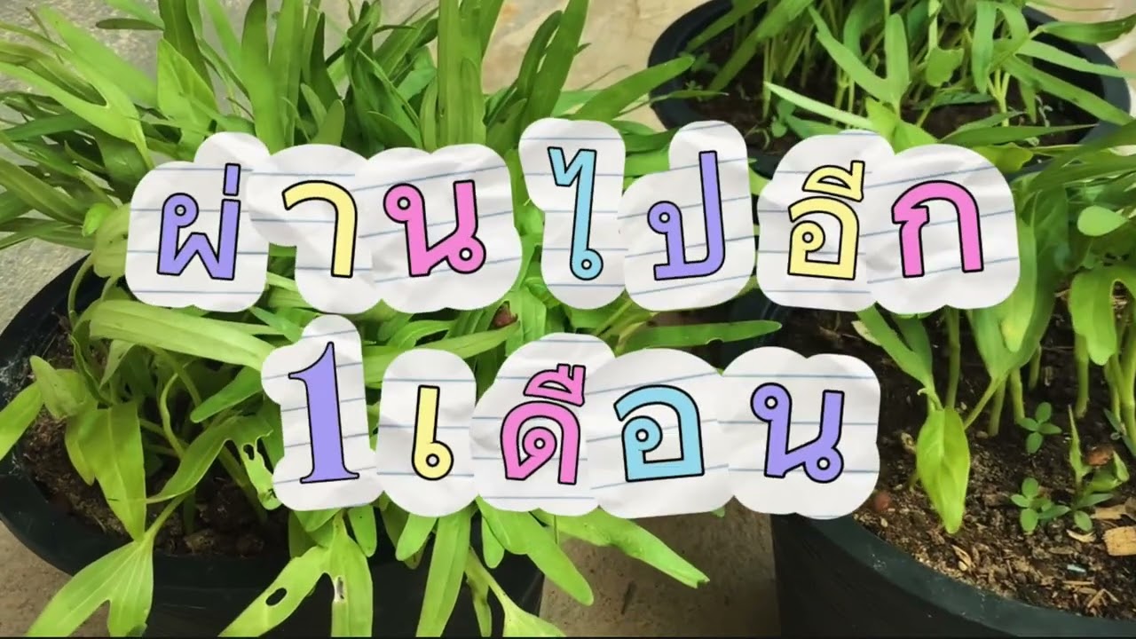 สื่อวีดีทัศน์โครงงานวิทยาศาสตร์เรื่องน้ำหมักชีวภาพจากใบตองและใบมะม่วง