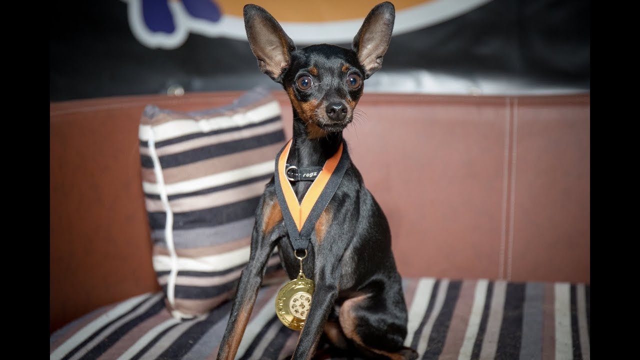 Coffee - Miniature Pinscher - Residential Dog Training