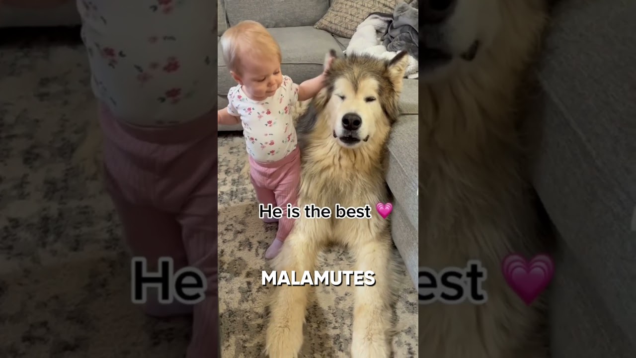 Smartest Dog Trick You'll Ever See! 🐕🤯 #shorts