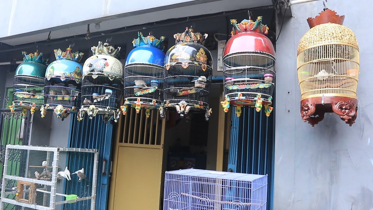 PENJUAL PERKUTUT LOKAL WARNA KATURANGGAN DIJAKARTA TIMUR
