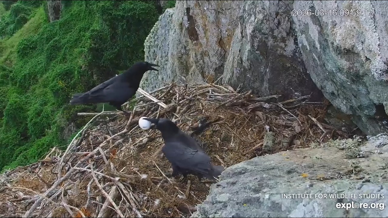 West End low Cam. Raven took the egg.  03.16.2026. Explore.org