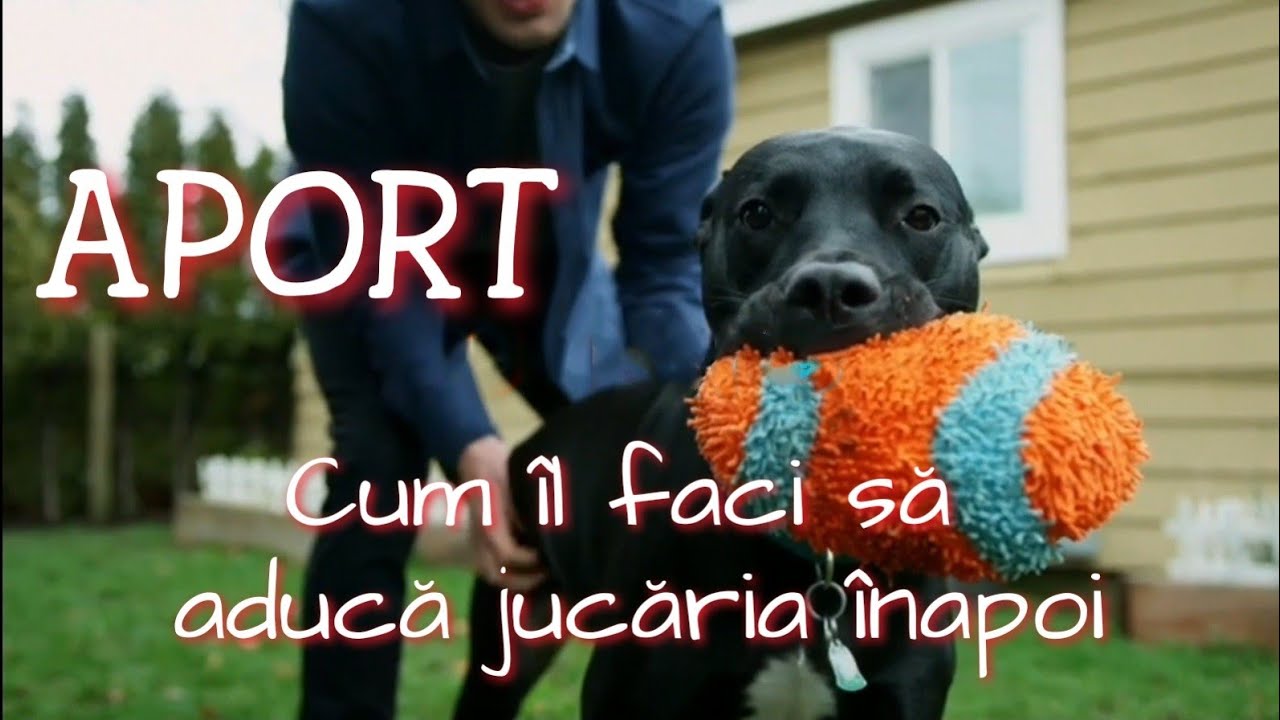 Aport! Cum îți înveți câinele să aducă jucăria înapoi?