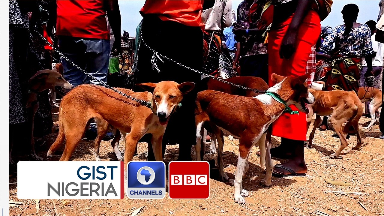 Why Dog Meat Remains A Deeply Rooted Delicacy In Parts Of Nigeria