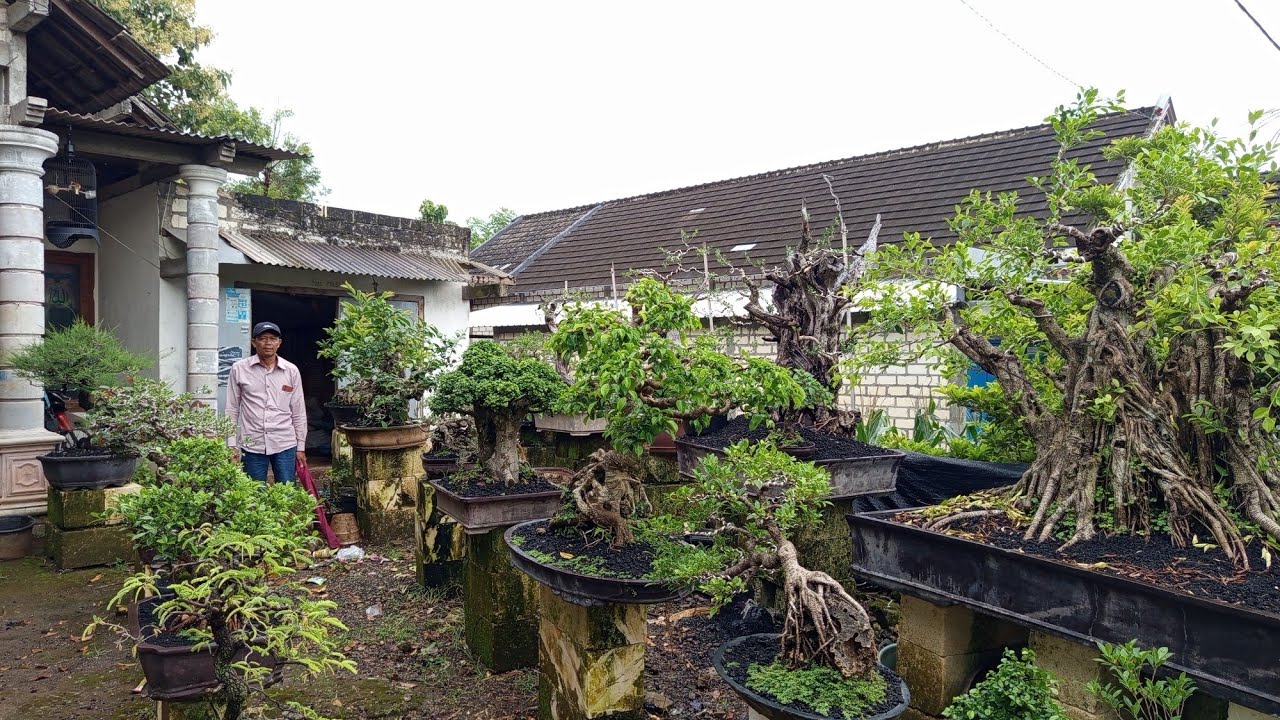 Cek hrg bonsai ,full stok berbagai jenis ,hrg obral  :0838 3190 6330