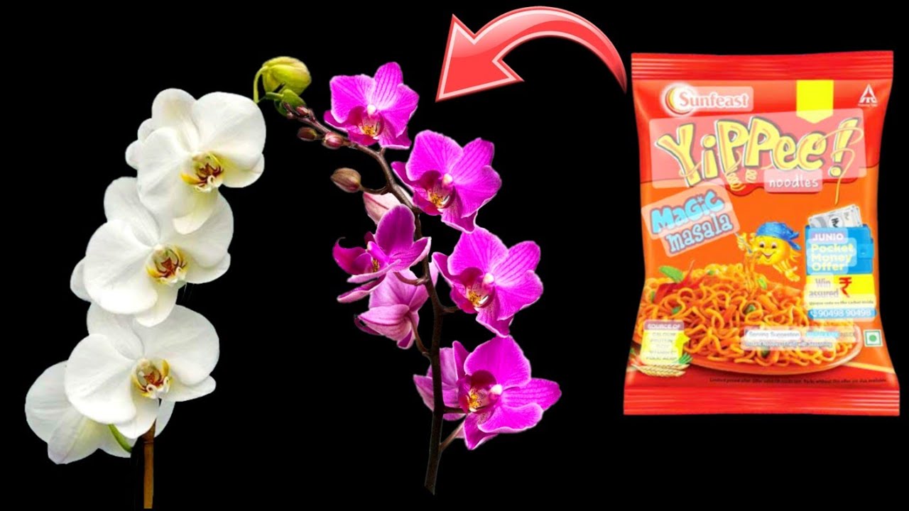 Yippee Noodles  empty packets home decor ideas | art and craft | waste material reuse ideas
