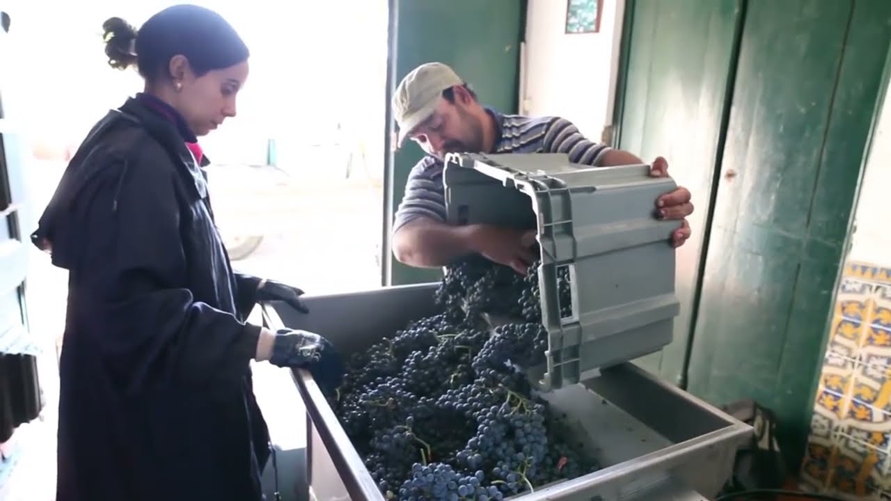 Portugal Wines - A Taste of Portugal