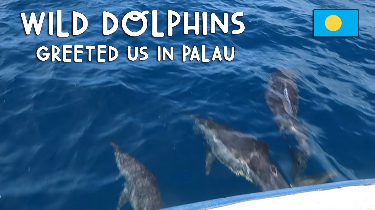 AMAZING WILD DOLPHIN ENCOUNTER! | Vlog #228