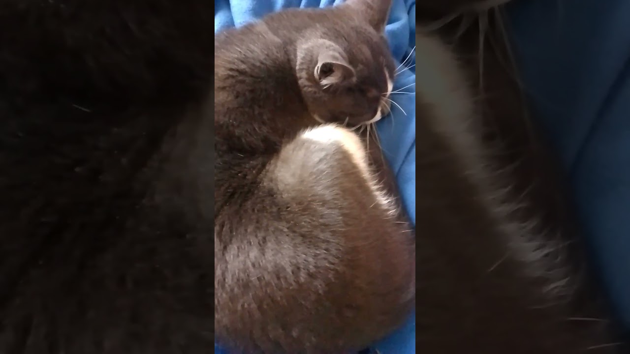 Тимофій.4,5 кг. 27.02.26 #тимофей #котофейка #catsofinstagram #catsofyoutube #catshorts #cat