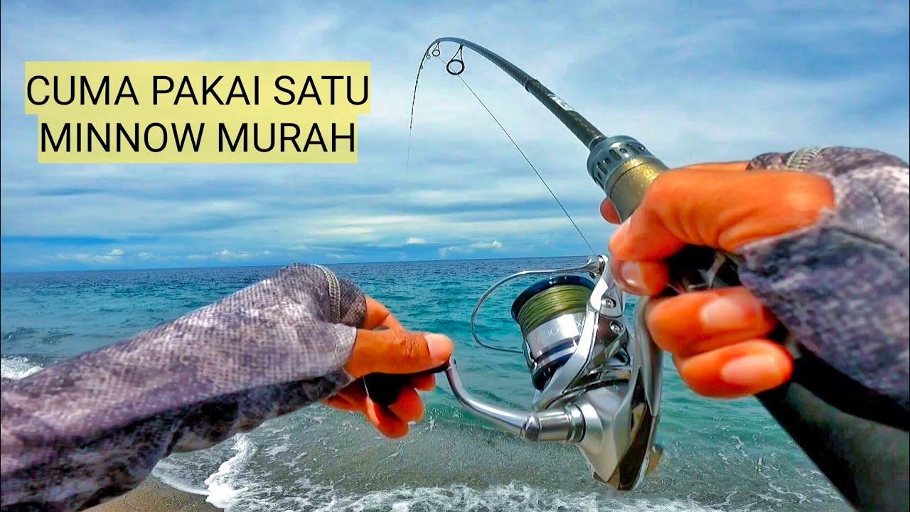 Bluefin trevally agresif di air berombak