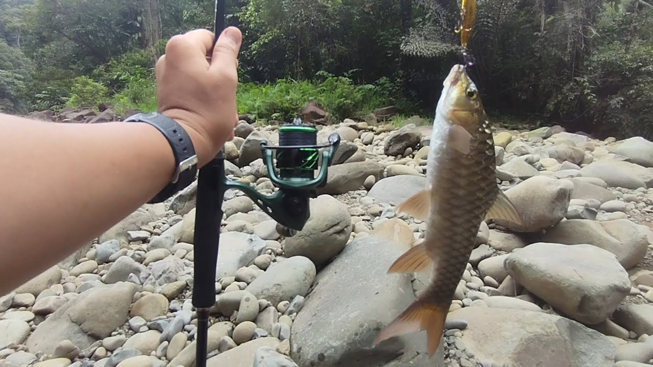 Casting di HULU sungai menggunakan gewang minnow ternyata STRIKE!!🎣🔥 #fishing #ikankelah #angler 