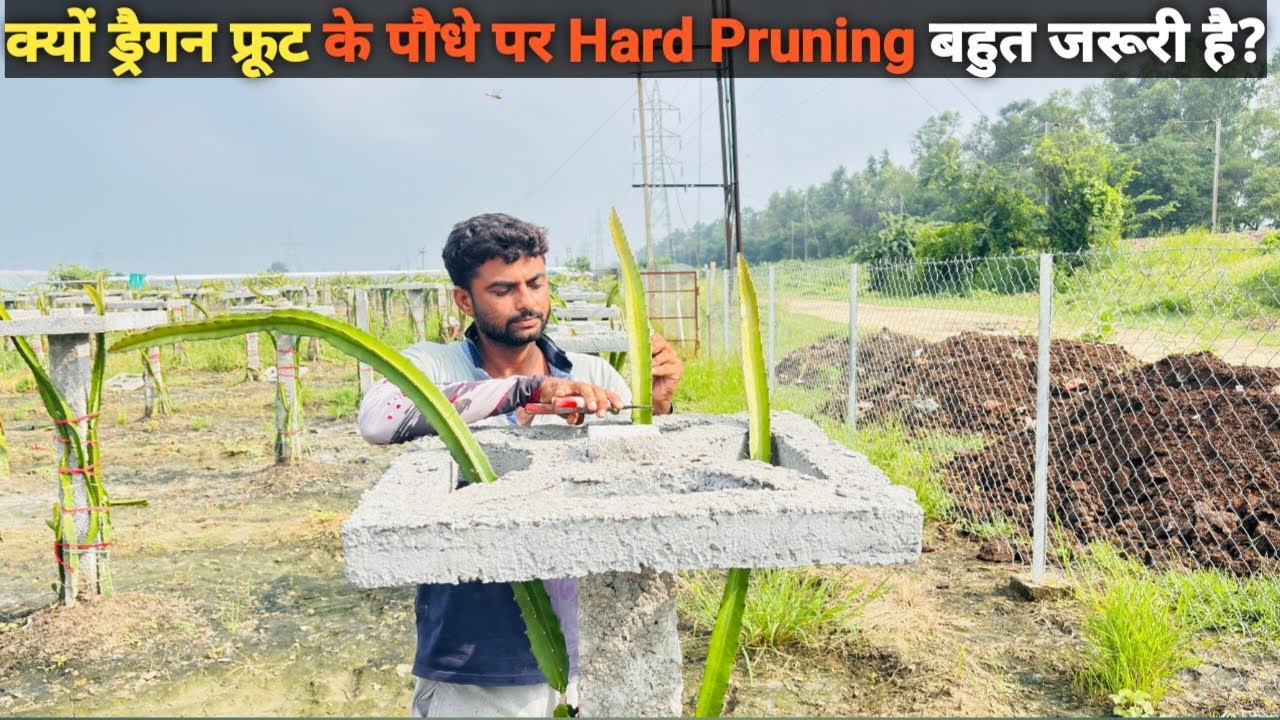 How to Make your Dragon Fruit plants Canopy @Kisan Mitra #pitaya #dragon_fruit