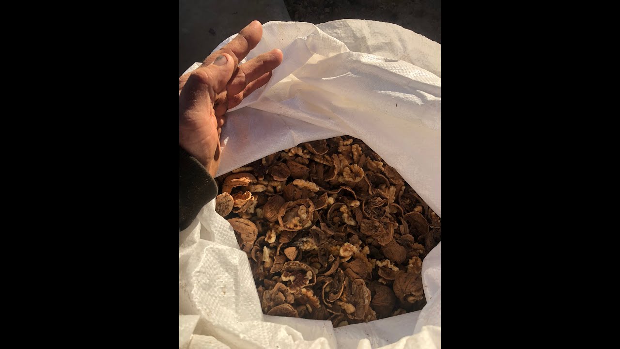 Walnut Processing Plant