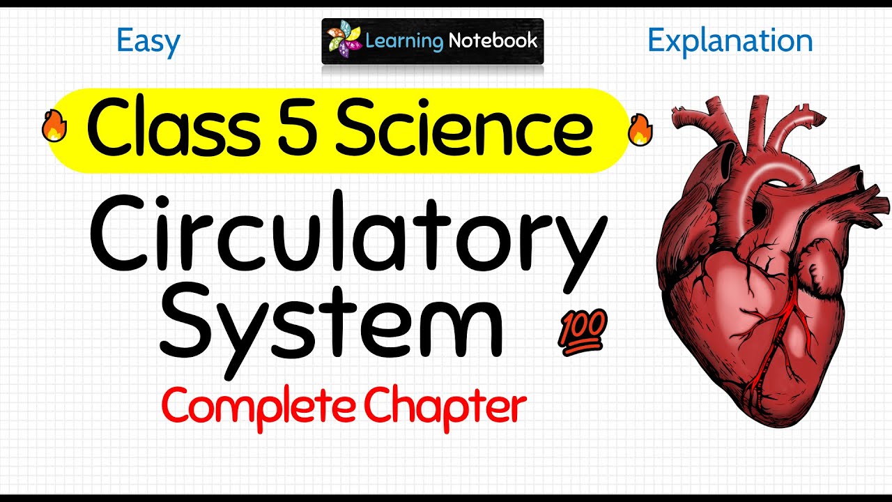 Class 5 Circulatory System | Science Chapter