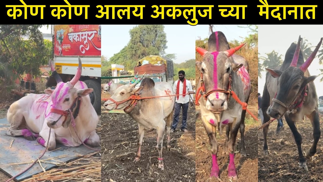 कोण कोण आलय अकलुज च्या  मैदानात 