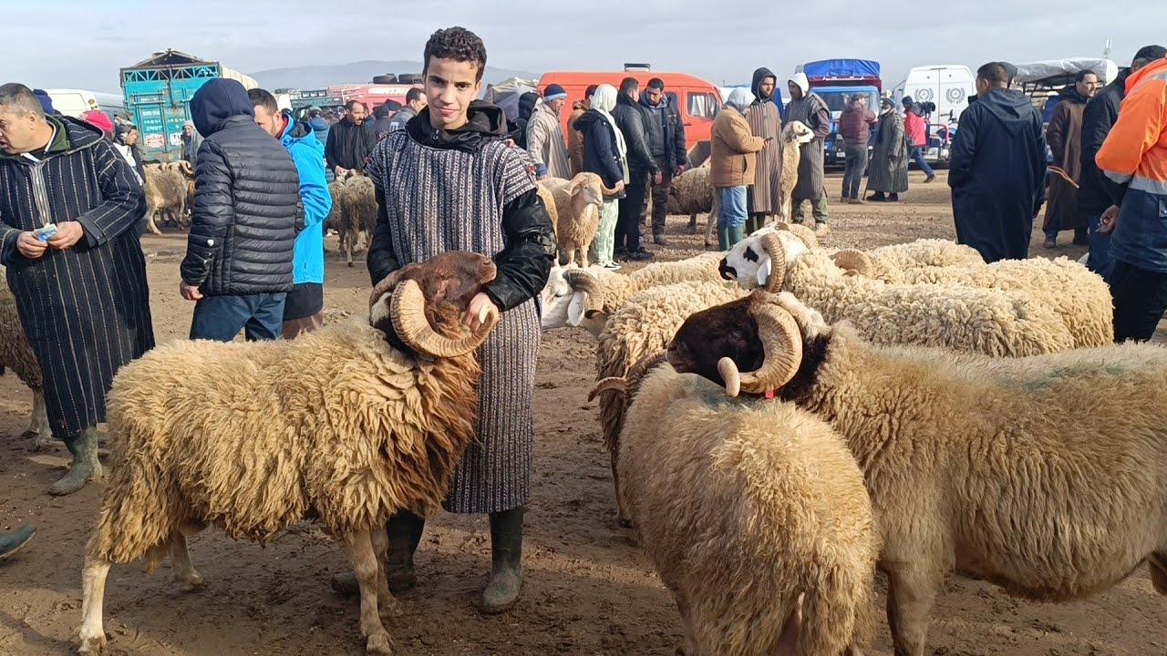 مباشرة من أحد فاس 15/2/2026 أثمنة الحولي والخروف الكسابي والنعجة والخروفة فرجة ممتعة 