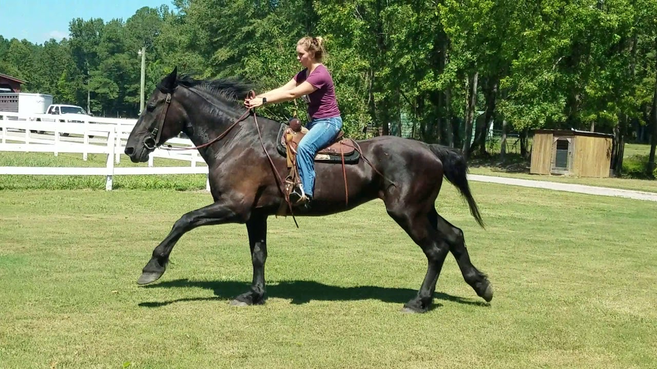 Super honest percheron mare rides and drives