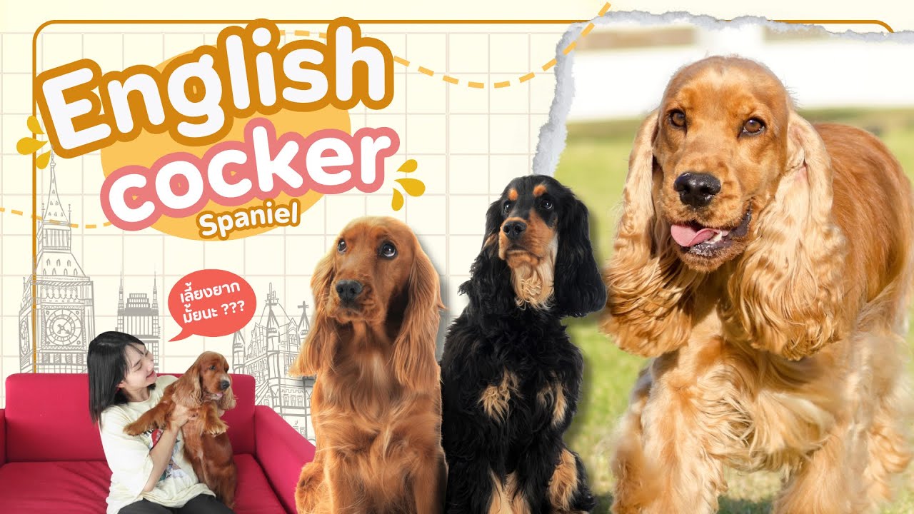 อิงลิช ค็อกเกอร์ น้องหมาคลั่งรักเจ้าของ🫰🏻ดูแลยังไง ? บอกหมดไม่กั๊ก (EP.51)