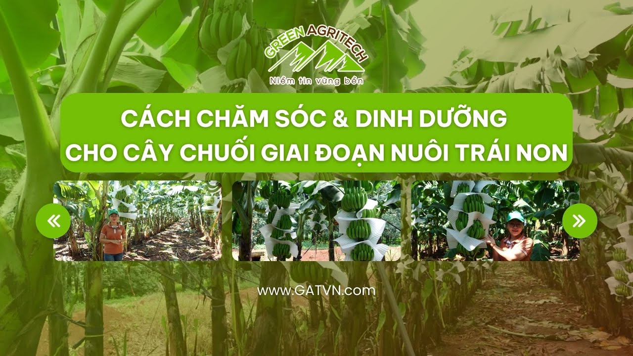 Cách chăm sóc & dinh dưỡng cho cây chuối giai đoạn nuôi trái non | Green Agritech
