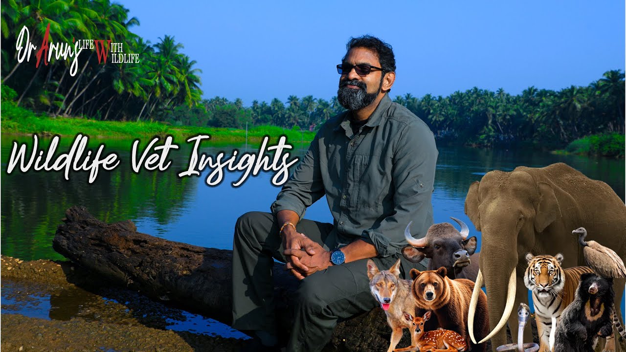 Wildlife Vet Insights