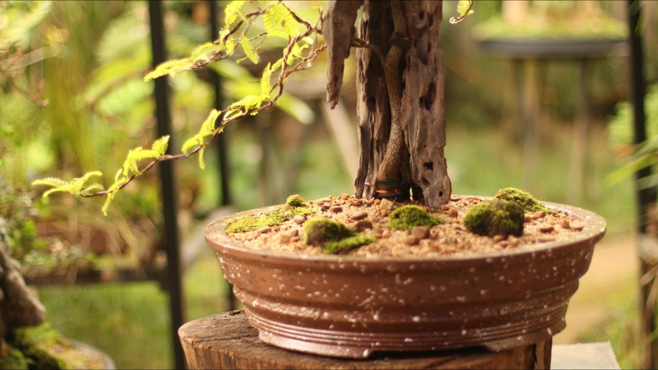 Sylvester - Tanuki - Literati (Tamarindus indica) vídeo 1