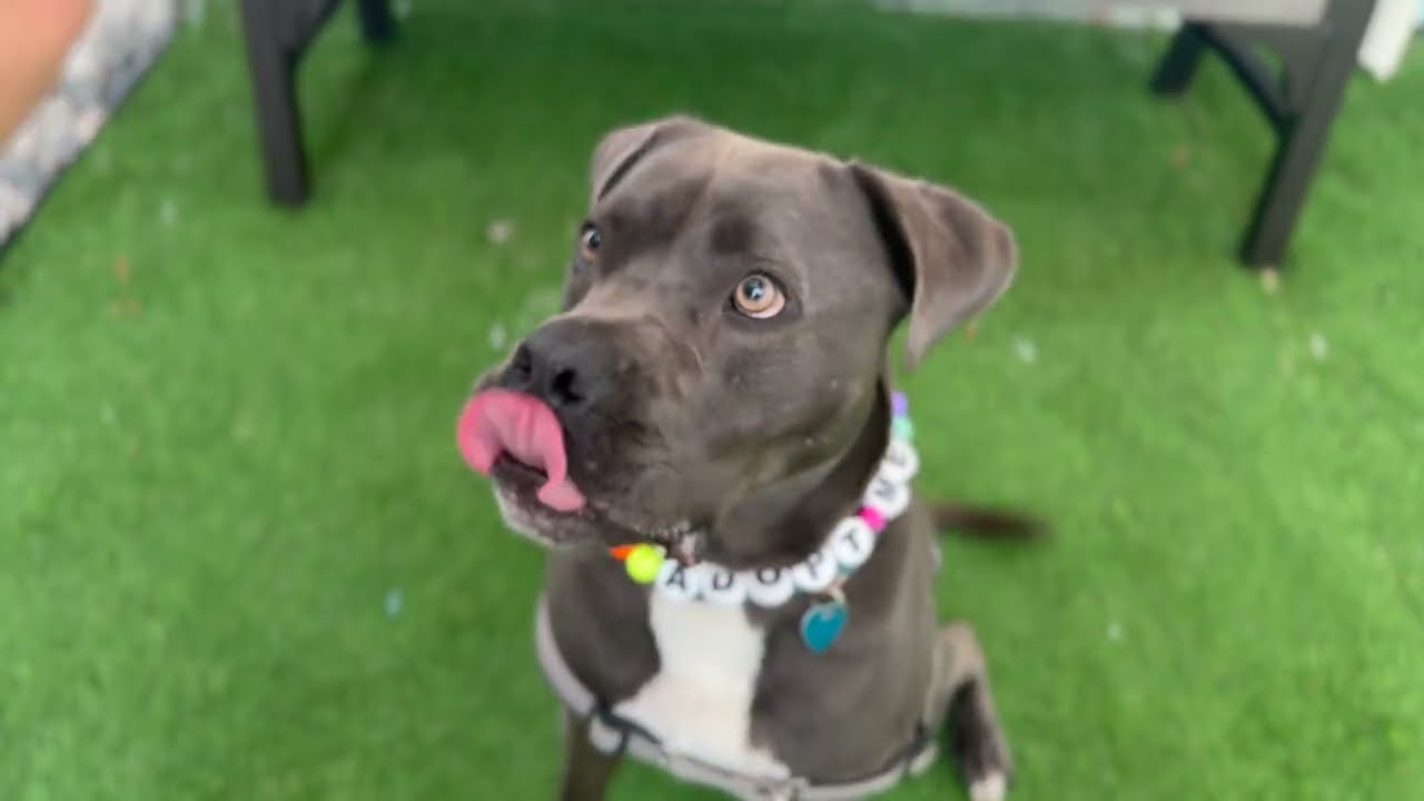 Adopt Hollywood!