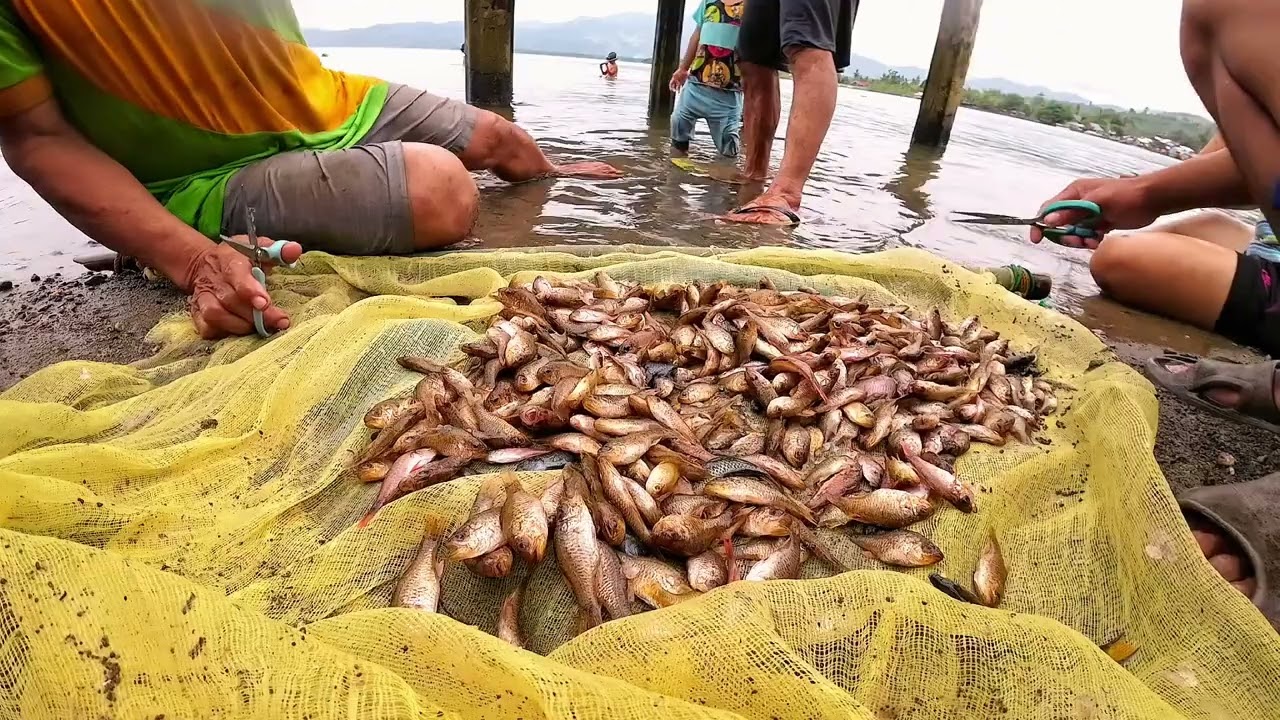 Guys ito yong isda na pang madaliang maguli samin guys pag kami mag kikilaw