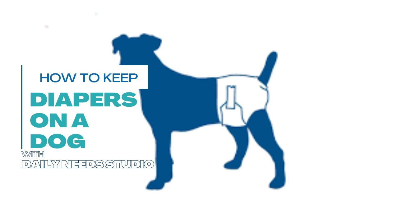 Tired of Messes? How to Keep Diapers on a Dog!