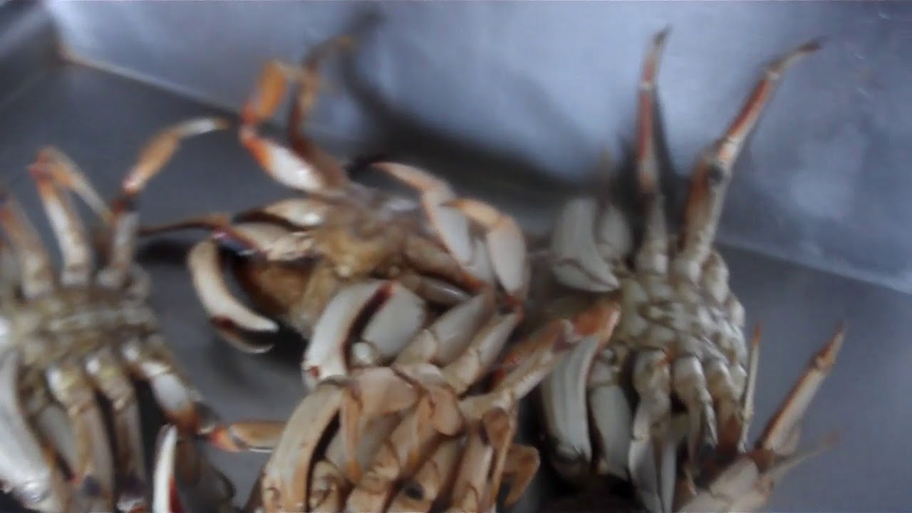 Crabbing at the Embarcadero Newport, not San Francisco or San Diego but Newport, Oregon