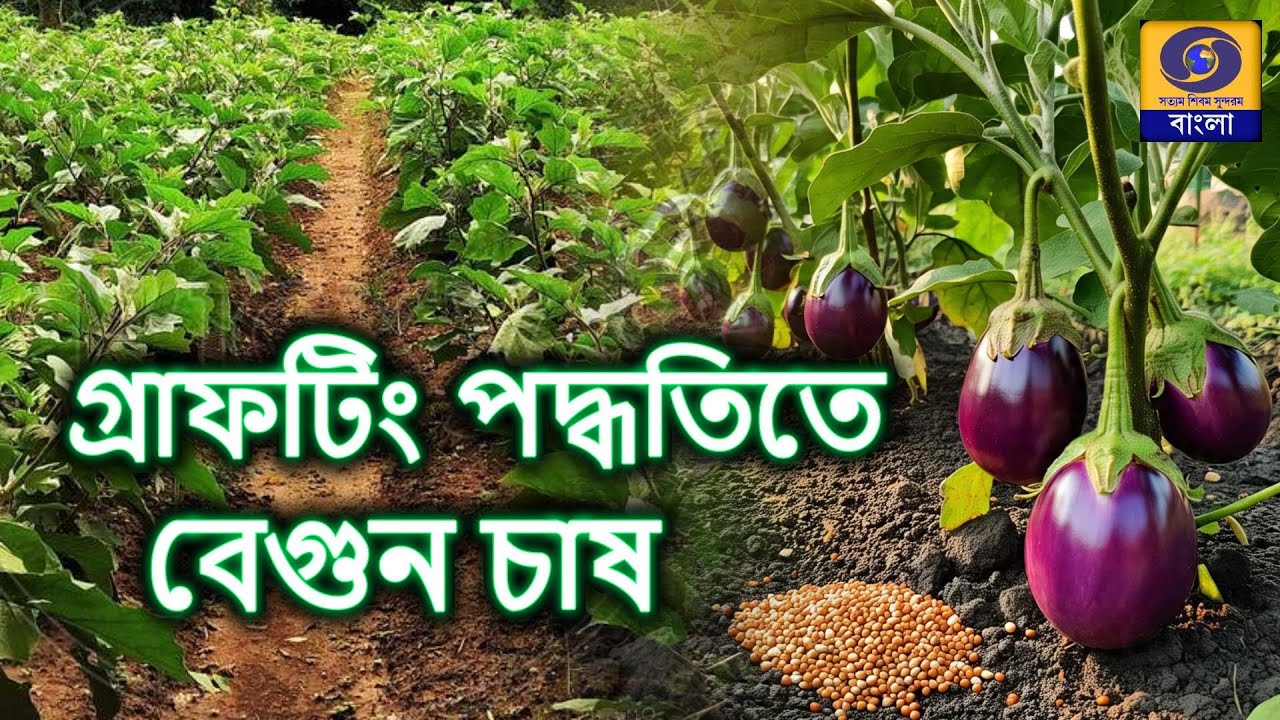 বেগুনের কলম চারার চাষ পদ্ধতি   @DDBanglaTV #ddbangla