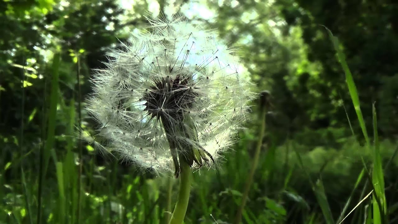Sony hdr-cx405 test.