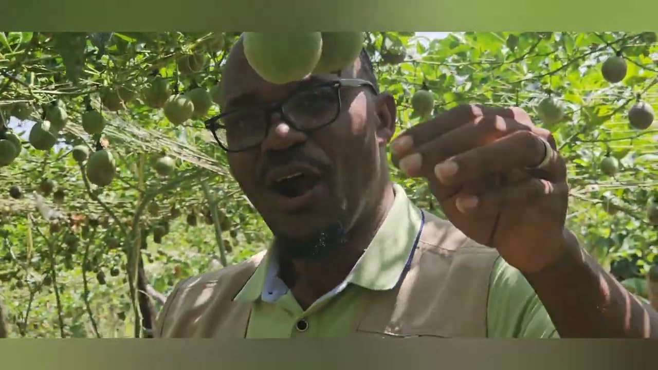 Okulima Obutunda Part 2. Ebigimusa.