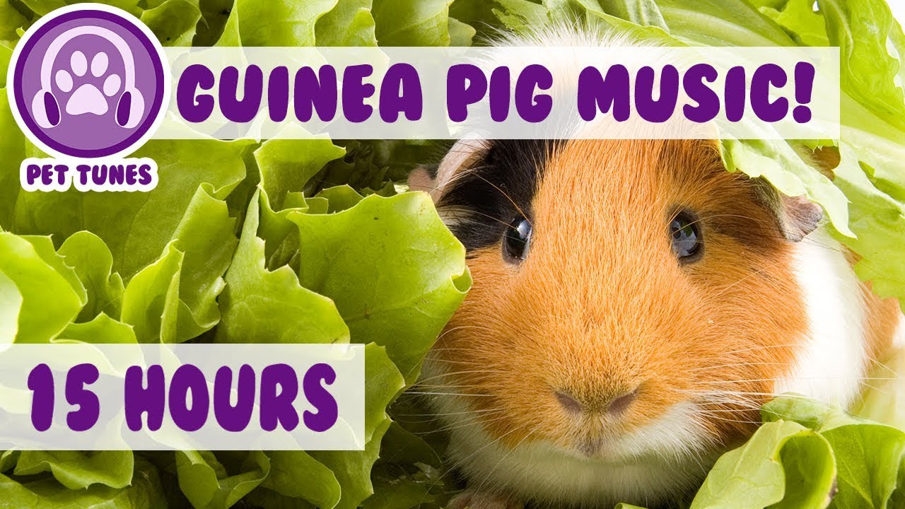 The BEST Remedy For Your Anxious Guinea Pig! The Only Pet Therapy For your Depressed Guinea Pig