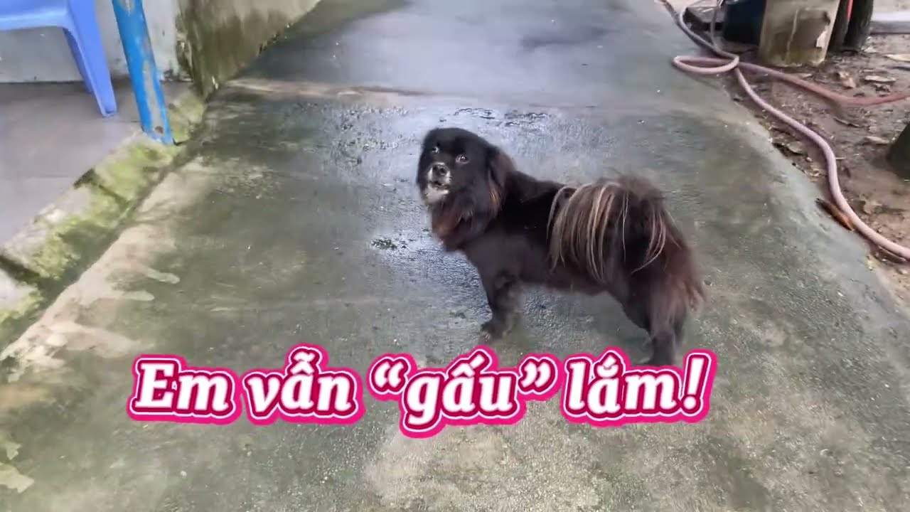 Gặp Lại Gấu Đen @BeeandBean #dog #lovely #boss 