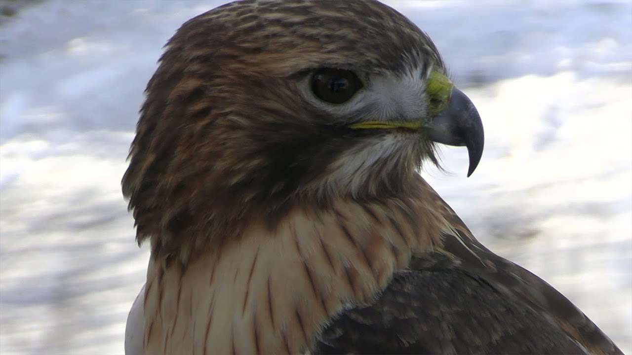 HUNTING with a HAWK!! - PA Rabbit Hunt with a Red-Tail Hawk!!! - FALCONRY HUNTING!!!