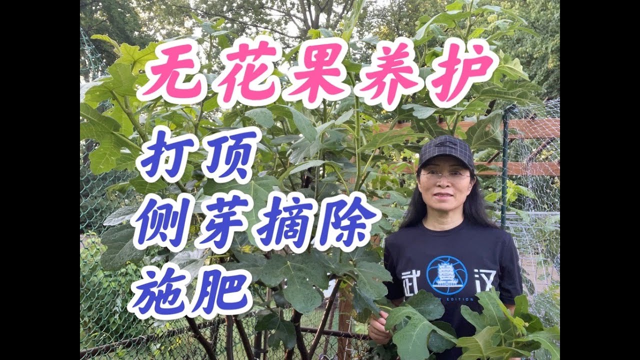 无花果结果期养护：打顶，摘心，侧芽摘除，结果期增加磷钾肥。（点击CC，观看字幕）