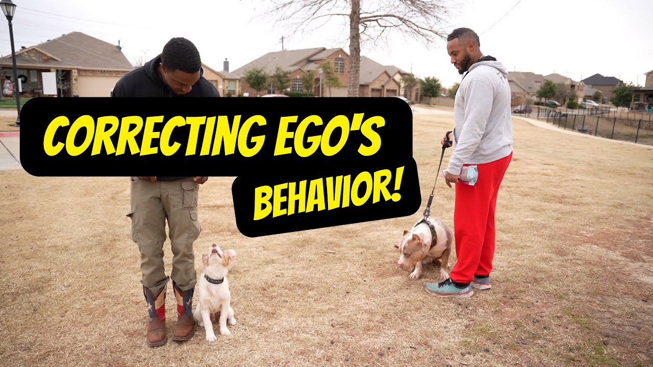 Correcting Ego's wild behavior!!!