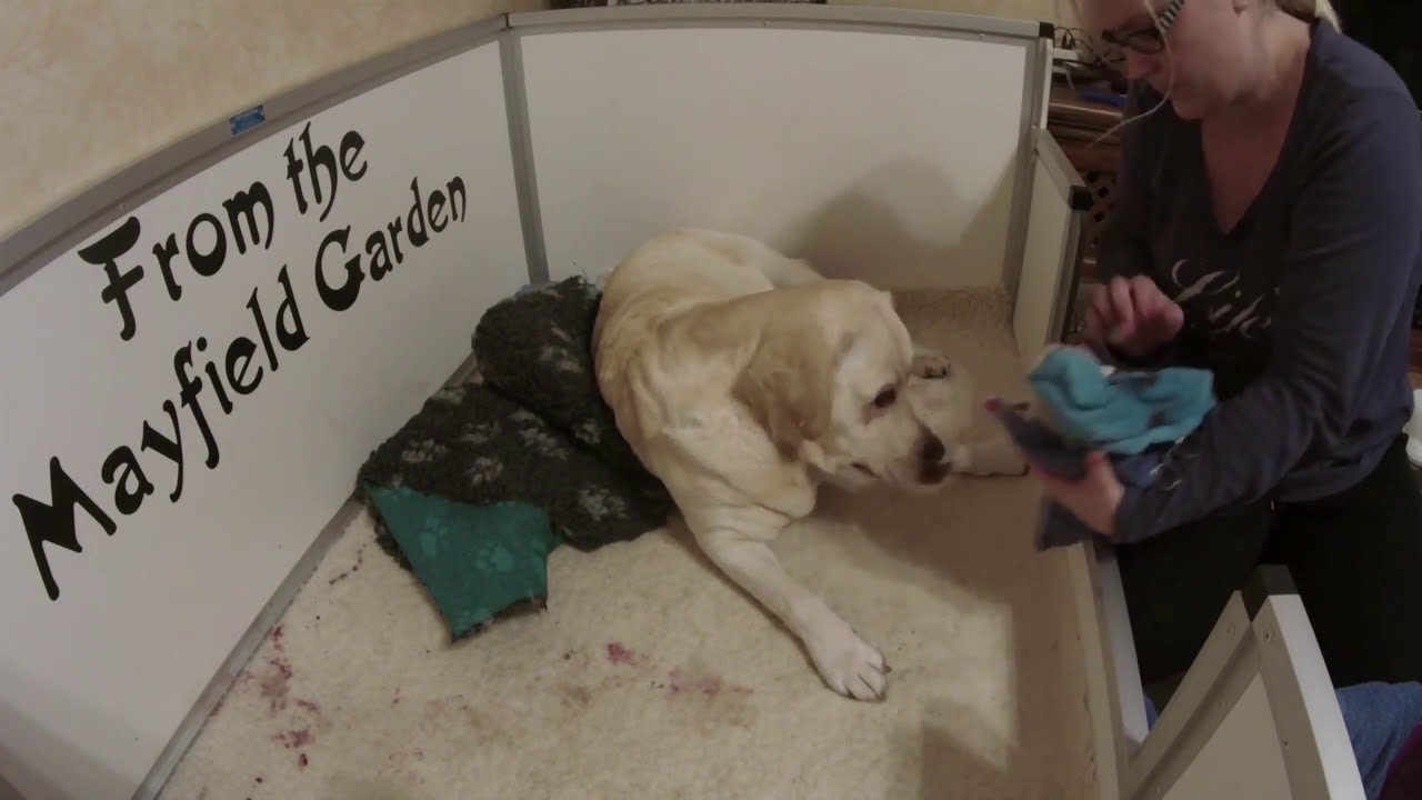Hundegeburt. Labrador Luna wird Mama. Hundegeburt Langversion. #welpengeburt #labradorwelpen #puppy