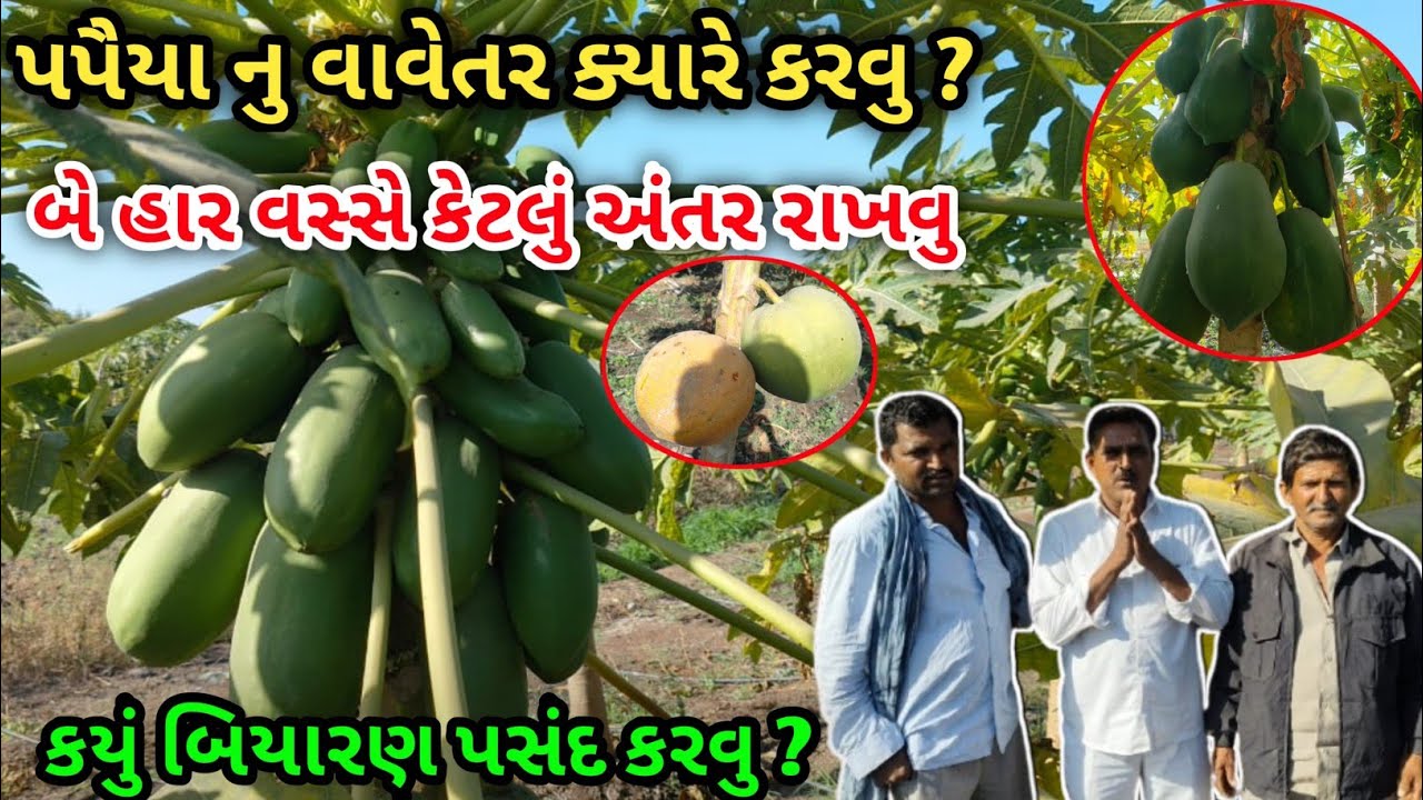 પપૈયાનુ વાવેતર થી કેટલું વળતર મળે.અને ક્યારે વાવેતર કરવુ
