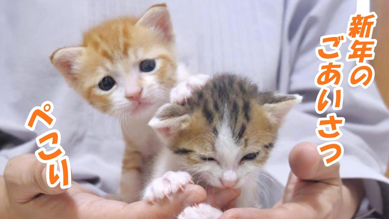成長した姉子猫がおもちゃに興味を持ち始めました【赤ちゃん猫　保護猫】