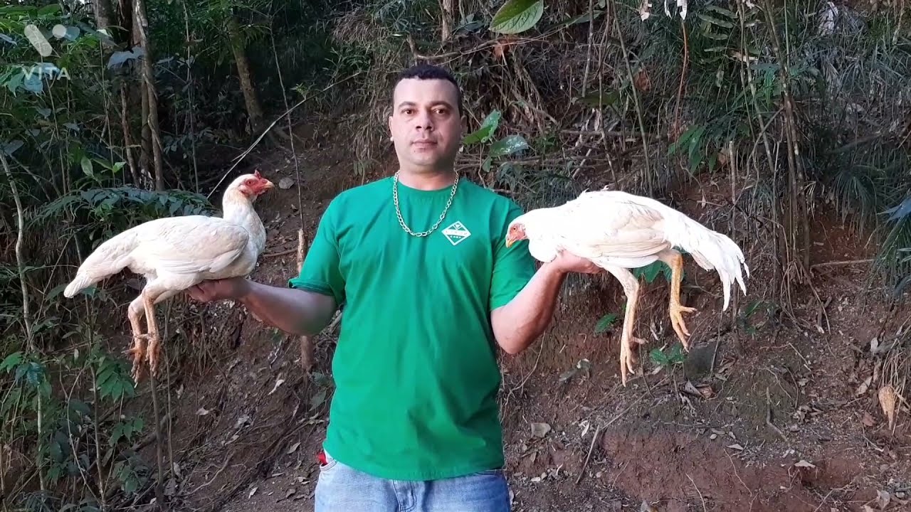 dica de como tirar aves brancas com os animais que você tem em sua criação não importa a cor