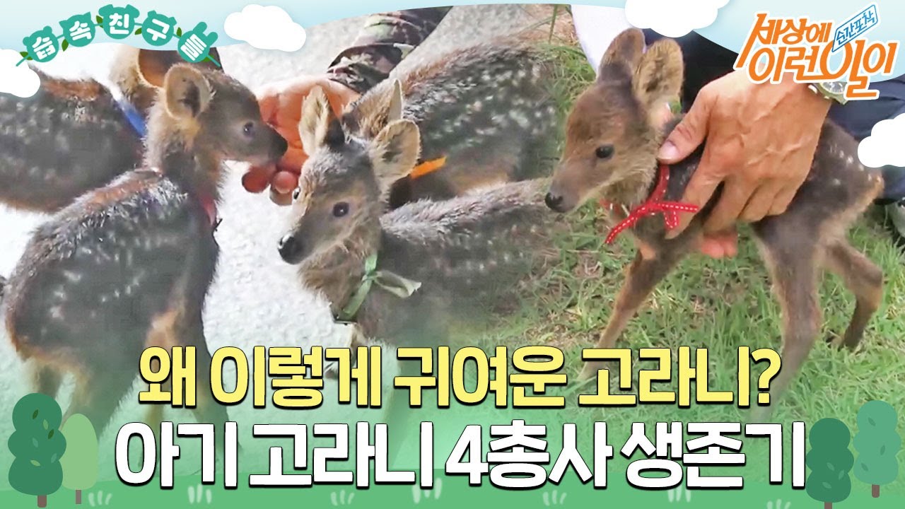 [#습속친구들] 왜 이렇게 귀여운 고라니? 아기 고라니 4총사의 사랑스럽고도 마음 아픈 이야기 #순간포착세상에이런일이 #WhatonEarth #SBSstory