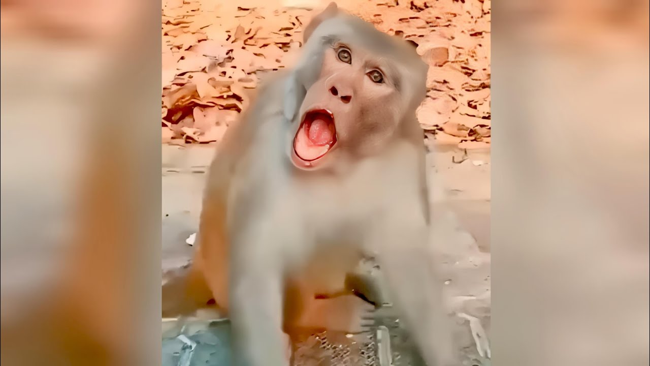 Funny monkey video 🤣🤣/animal shorts 