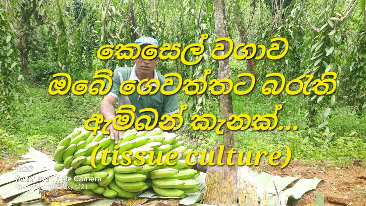 ඔබේ ගෙවත්තෙන් පරිභෝජනයට හෝ අමතර ආදායමක් ලැබීමට මෙලෙස tissue culture ඇම්බන්(ඇම්බ්‍රෝස්) ගසක් සිටුවන්න