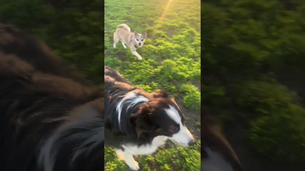 I was attacked&hellip;.with lots of love and kisses #pomchi #miniaussie #chihuahua #pomeranian #funnydogs