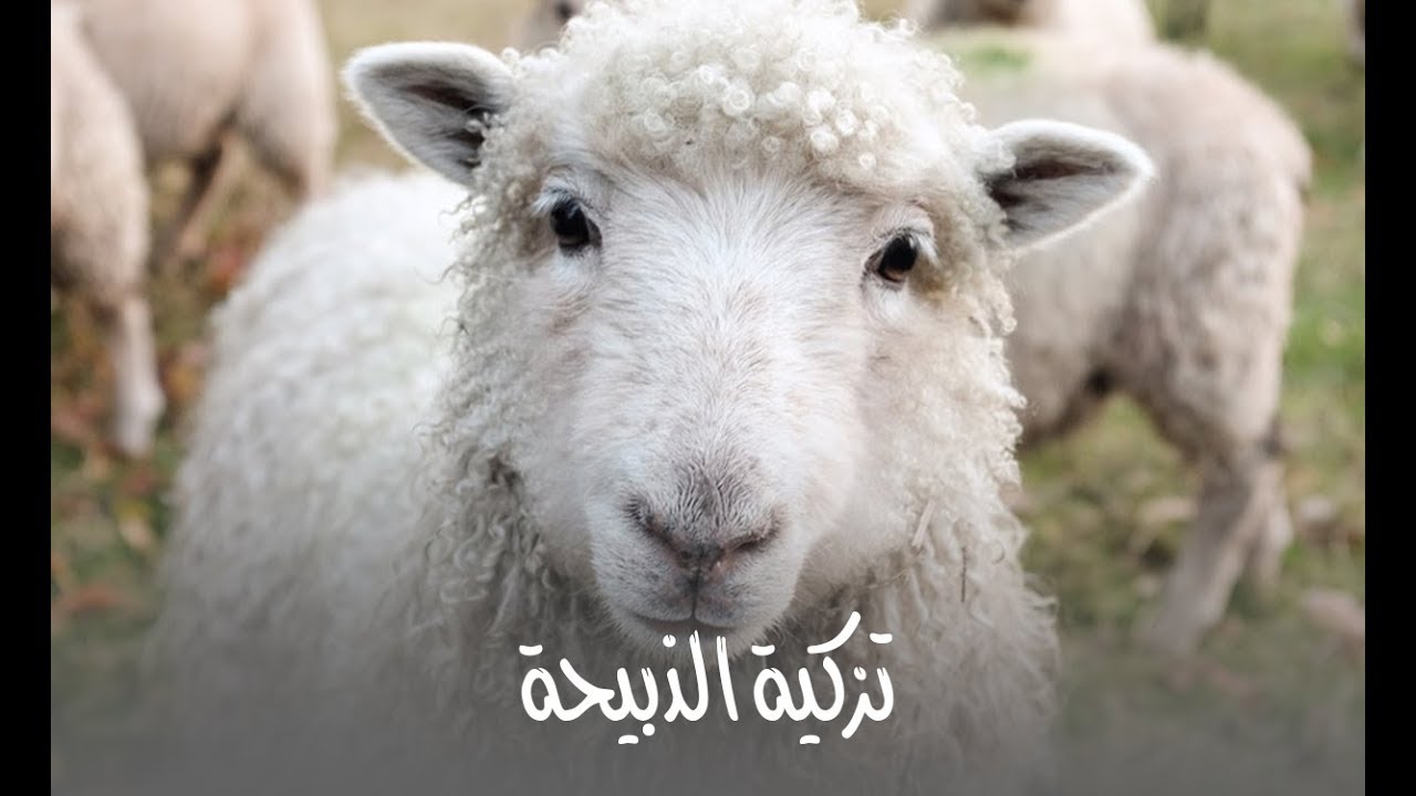 رائعة صحية 15 :  تزكية الذبيحة