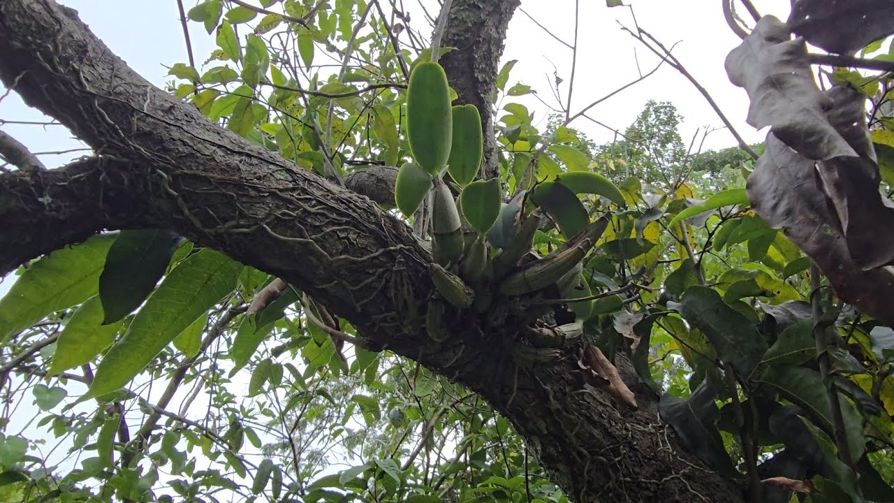 Encontrei mais um habitat  da Cattleya  Nobilior  no cerrado de Mato Grosso#orquídeas#natureza